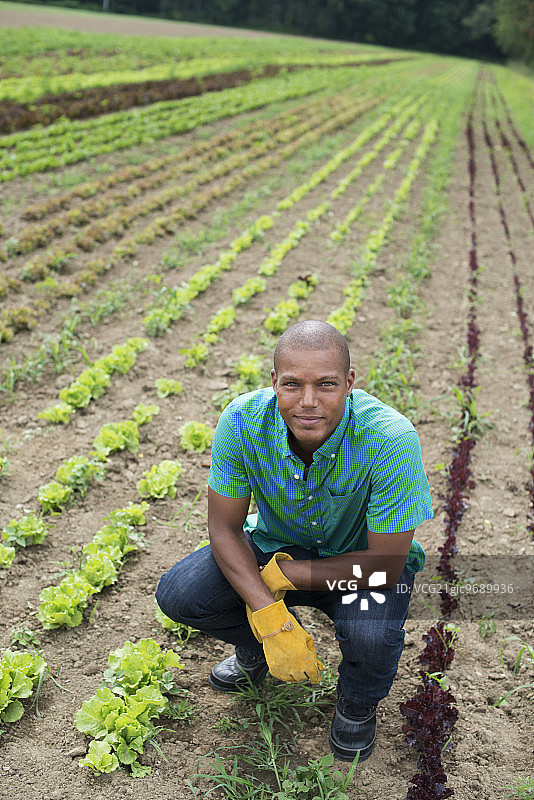 田野里种植小沙拉植物的男人图片素材