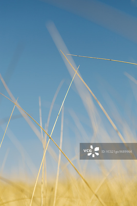 华盛顿州长滩半岛上的海草图片素材