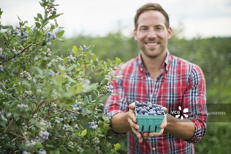 有机果园里男人采摘蓝莓图片素材