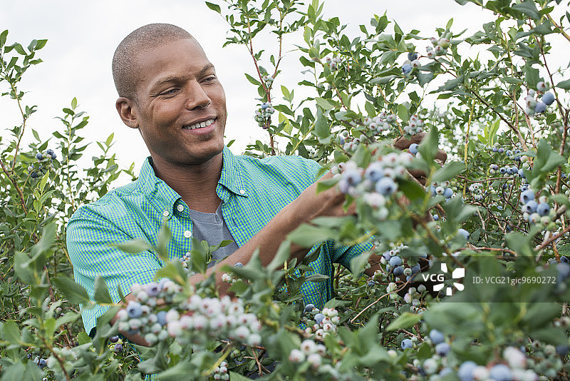 有机果园里男人采摘蓝莓图片素材
