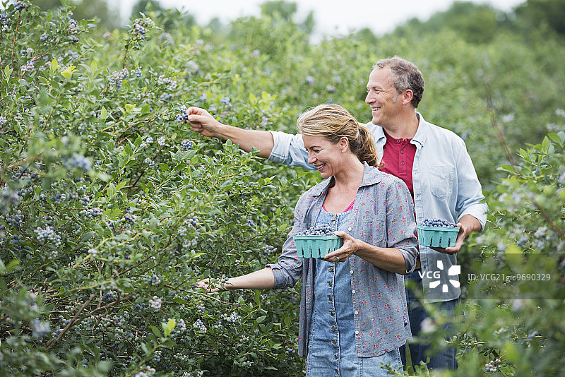 一个有机水果农场，一对中年夫妇正在采摘灌木丛中的浆果图片素材