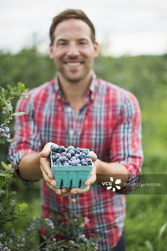 有机果园里男人采摘蓝莓图片素材