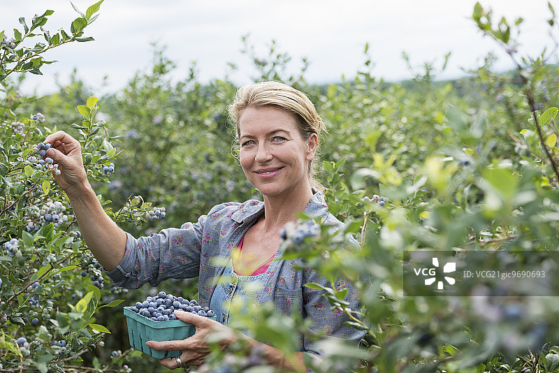 一个有机水果农场：一位妇女从灌木丛中采摘浆果图片素材