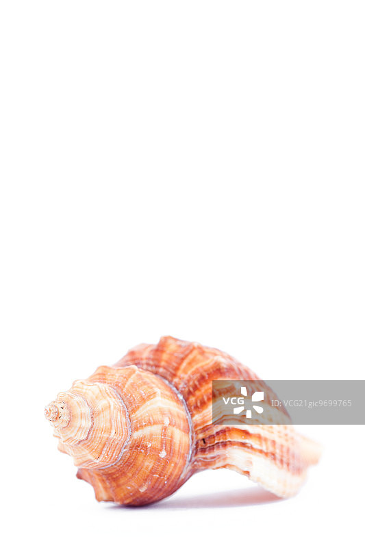 白色背景上的贝壳侧面图片素材