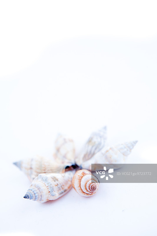 白色背景上的圆形贝类图片素材