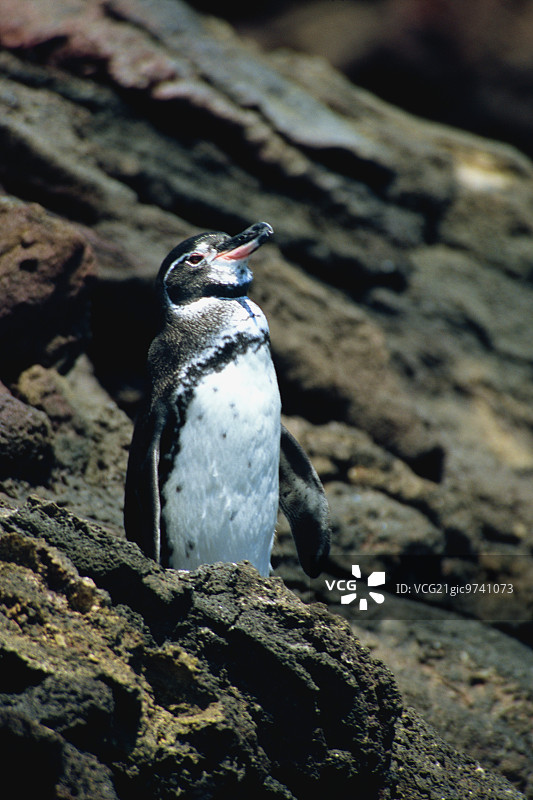 加拉帕戈斯企鹅图片素材