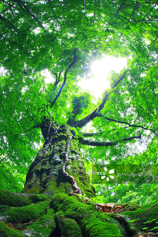 日本秋田县白神山地图片素材