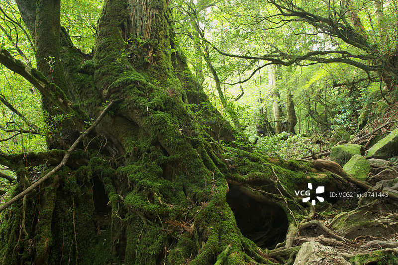 鹿儿岛县屋久岛图片素材
