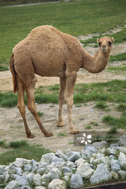 单峰骆驼图片素材