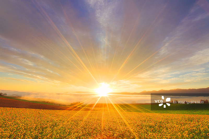 向日葵图片素材