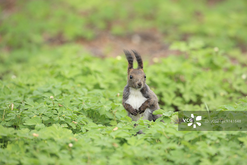 北海道松鼠图片素材