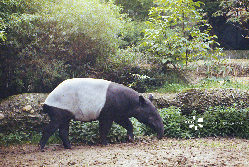马来貘图片素材