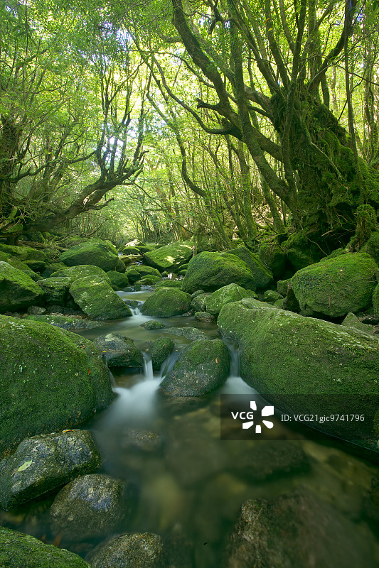鹿儿岛县屋久岛图片素材