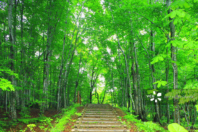 日本秋田县白神山地图片素材