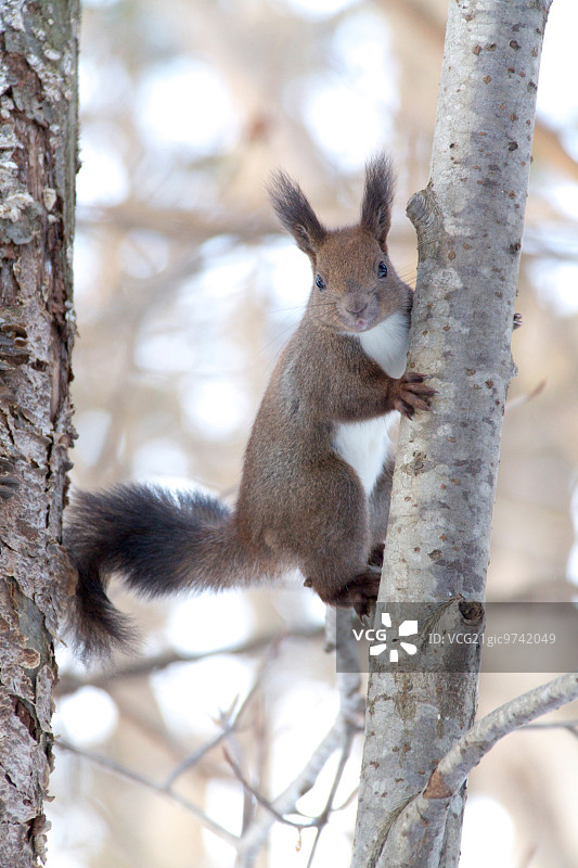 北海道松鼠图片素材