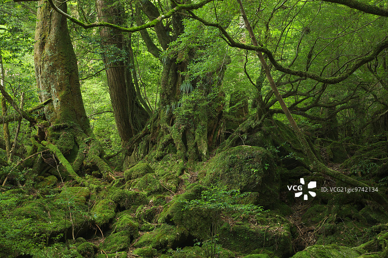 鹿儿岛县屋久岛图片素材