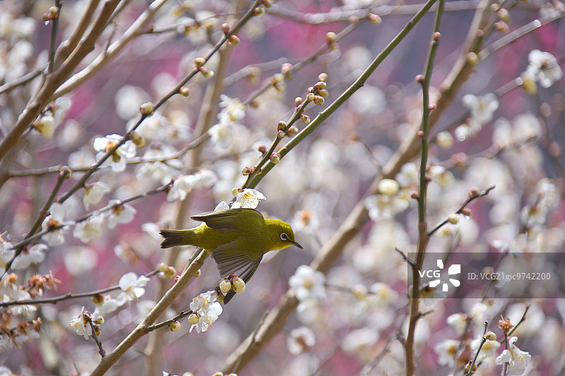 白眼鸟图片素材