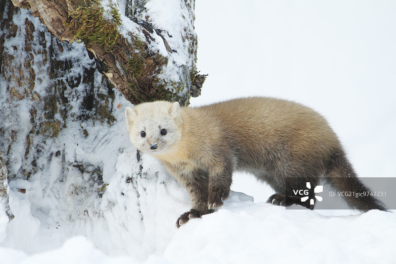 短尾黑貂图片素材