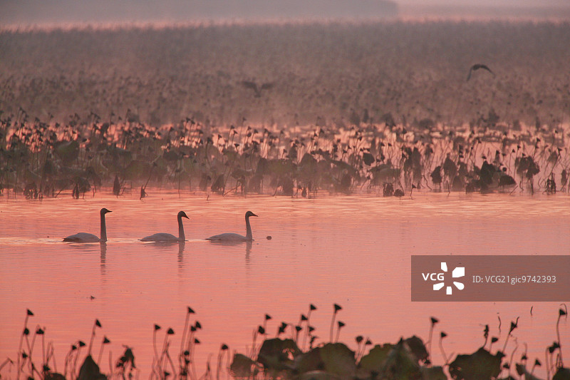 日本天鹅图片素材