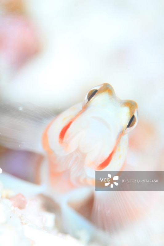 极光合作者鰕虎鱼图片素材