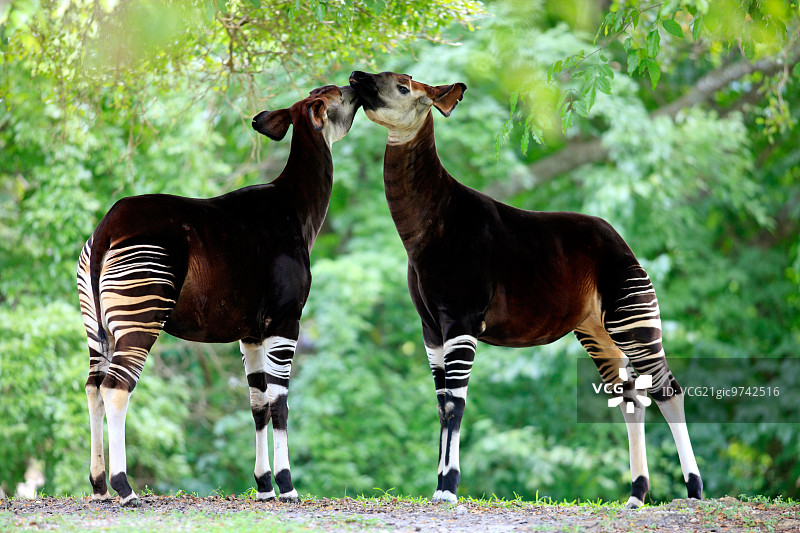 㺢㹢狓图片素材