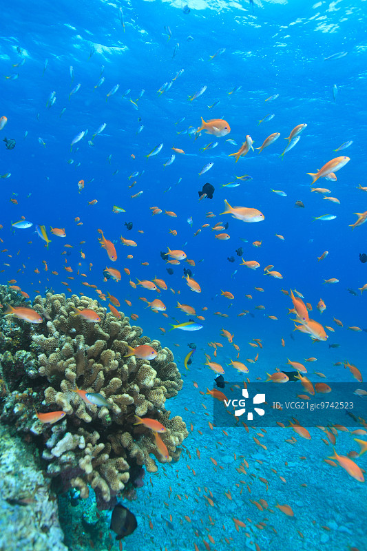 珊瑚礁图片素材