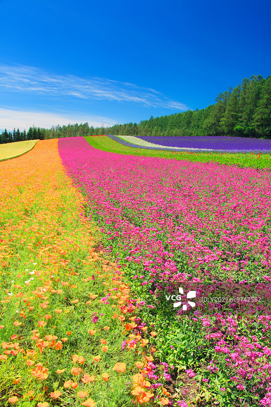 花领域图片素材