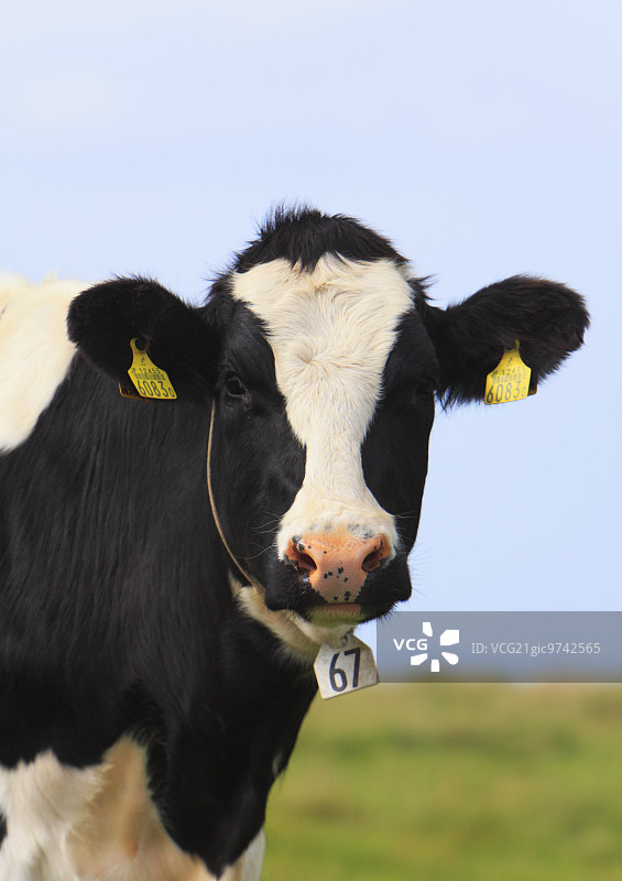 长野县的荷斯坦奶牛图片素材