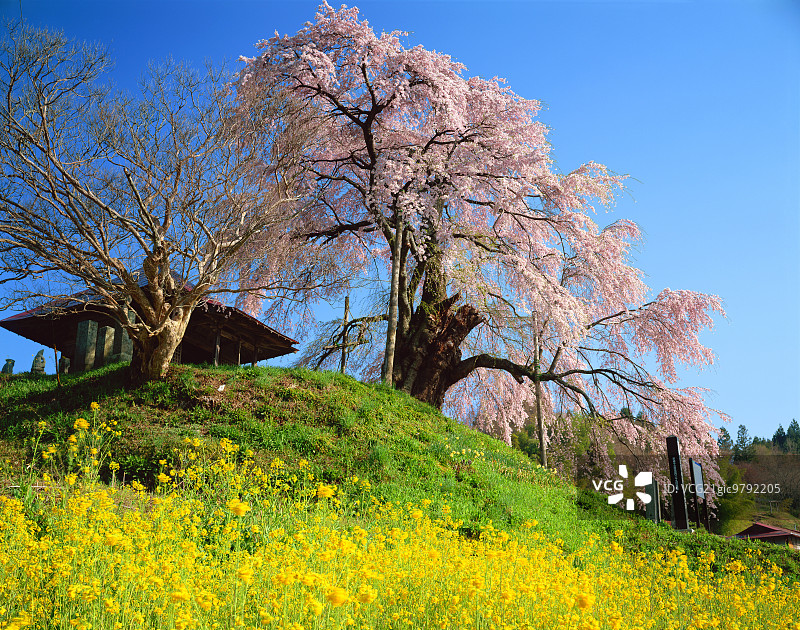 油菜籽领域图片素材