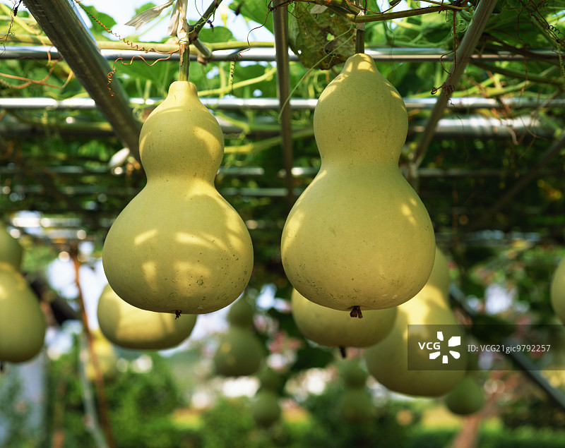 日本茨城县图片素材