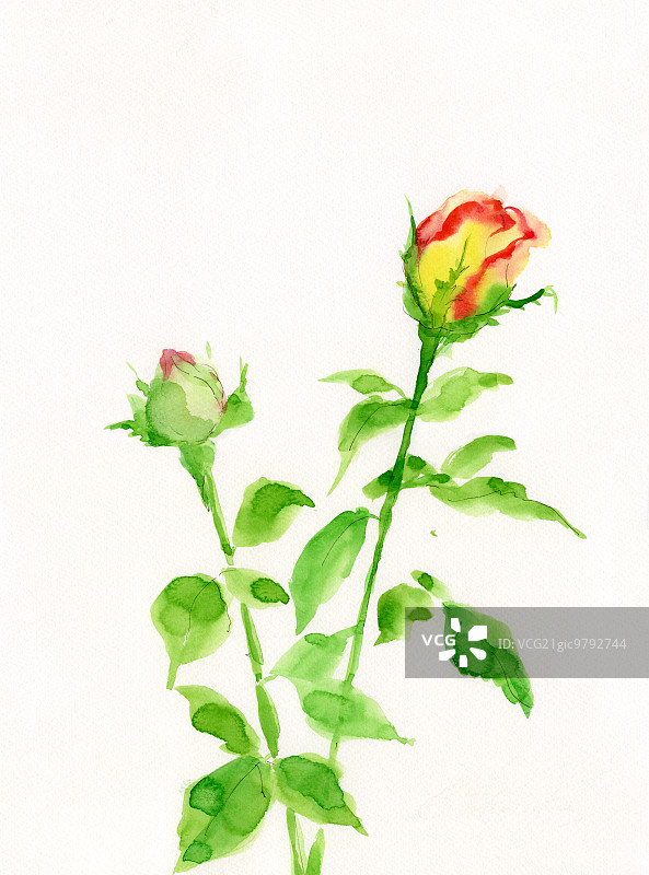 花朵插画图片素材