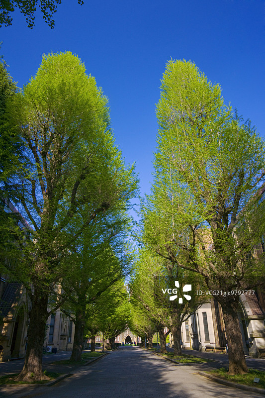 日本东京图片素材