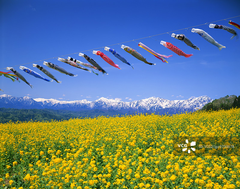 飞翔的鲤鱼和油菜花田图片素材