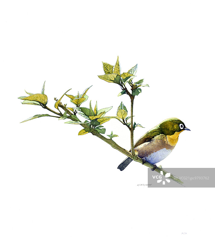 鸟类插图图片素材