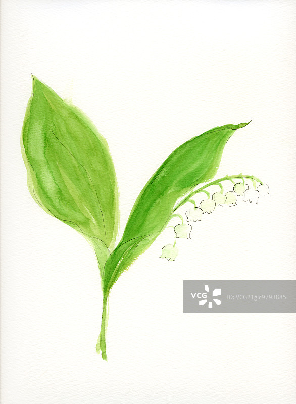 树叶插画图片素材