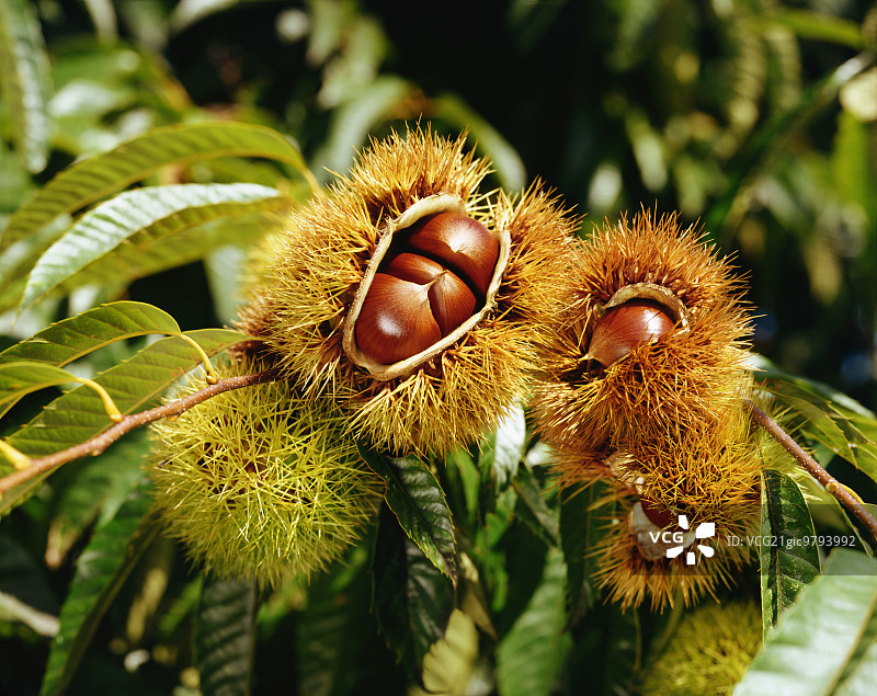 栗子图片素材