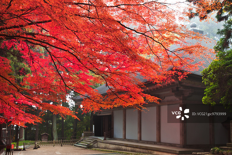 秋天的颜色图片素材