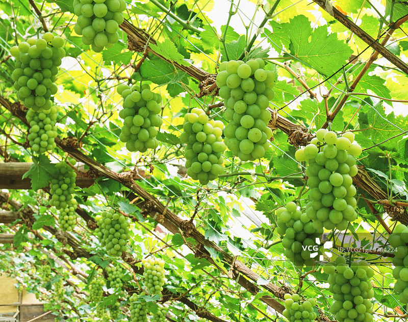 冈山县麝香葡萄图片素材