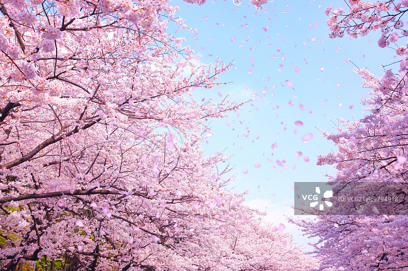 CG风樱花飞舞画面图片素材