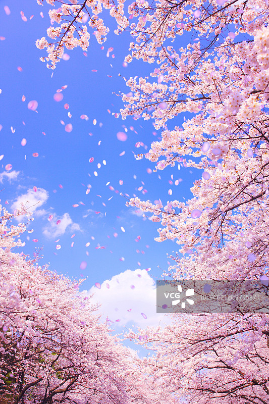 CG风樱花飞舞画面图片素材