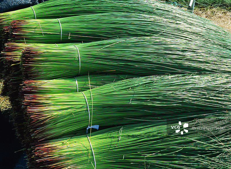 熊本县洋葱图片素材