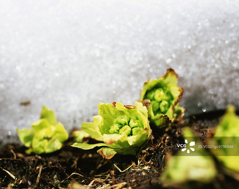 蜂斗菜嫩芽图片素材