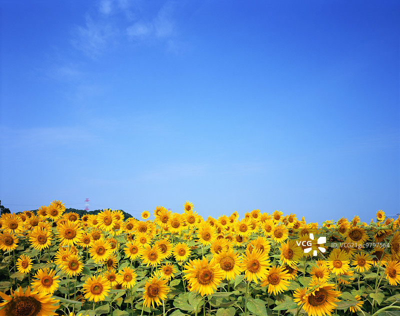 向日葵图片素材