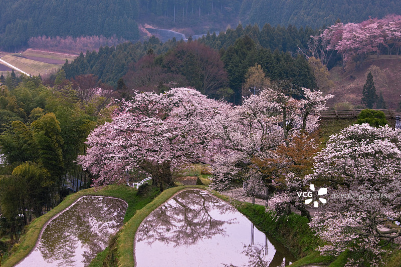 日本三重县津市的樱花图片素材