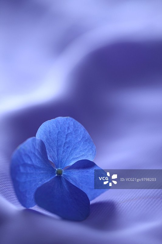 绣球花图片素材