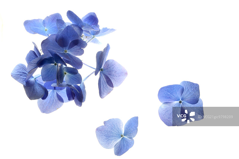 绣球花图片素材