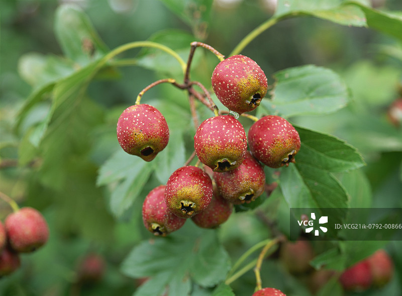 山楂树上的山楂果图片素材
