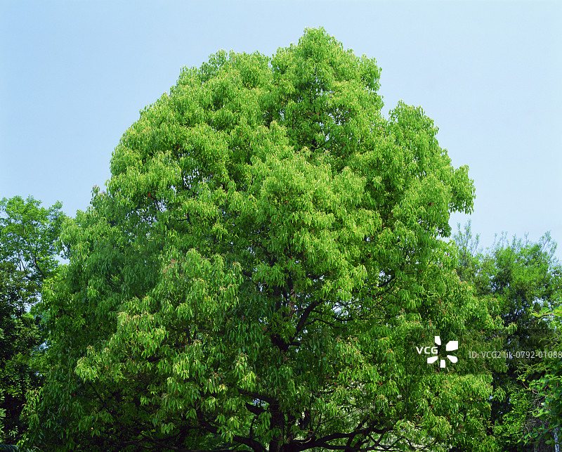 蓝天下生长的樟树图片素材