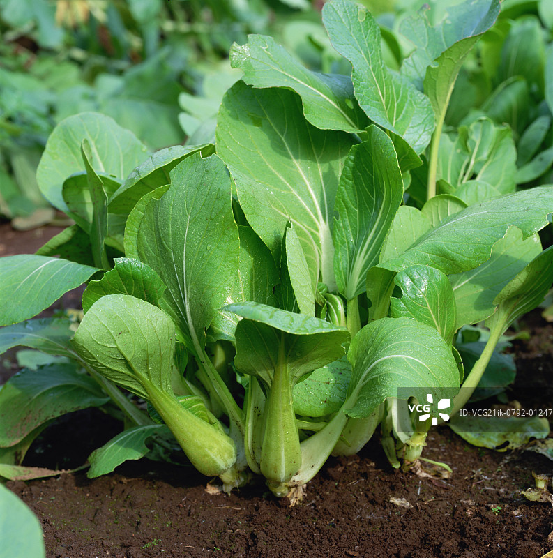 田野里生长的小白菜图片素材