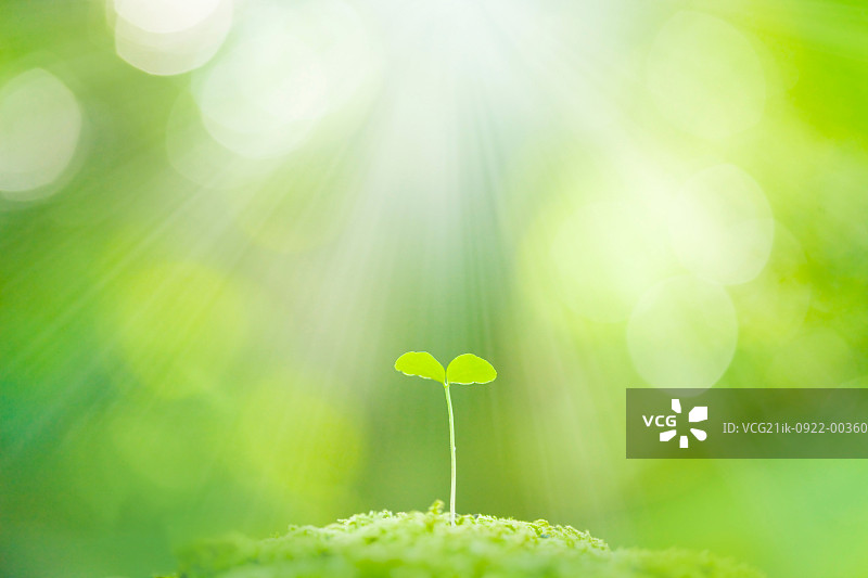 新鲜的绿色花蕾图片素材